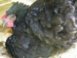 cocote Lourdes et ses 4 poussins