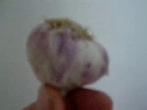 AIL ET OLIVIER EN CREOLE GUADELOUPE