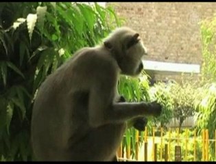 Monkey Guards Business in Kanpur, India