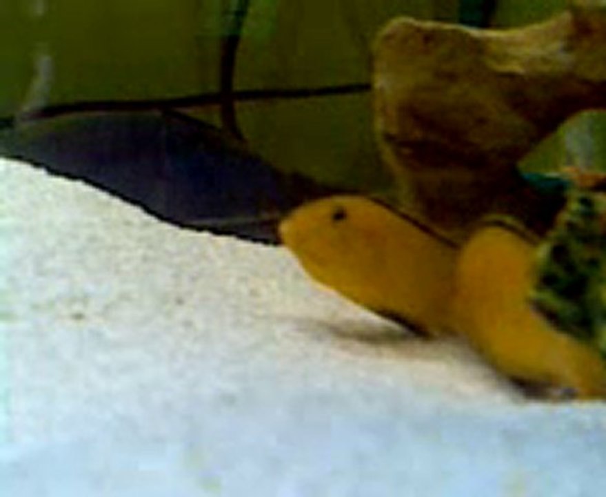 Sarı Prenses Çiftleşiyor..