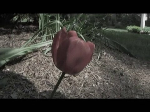 The Wastes Trailer (DVDs Now Available)