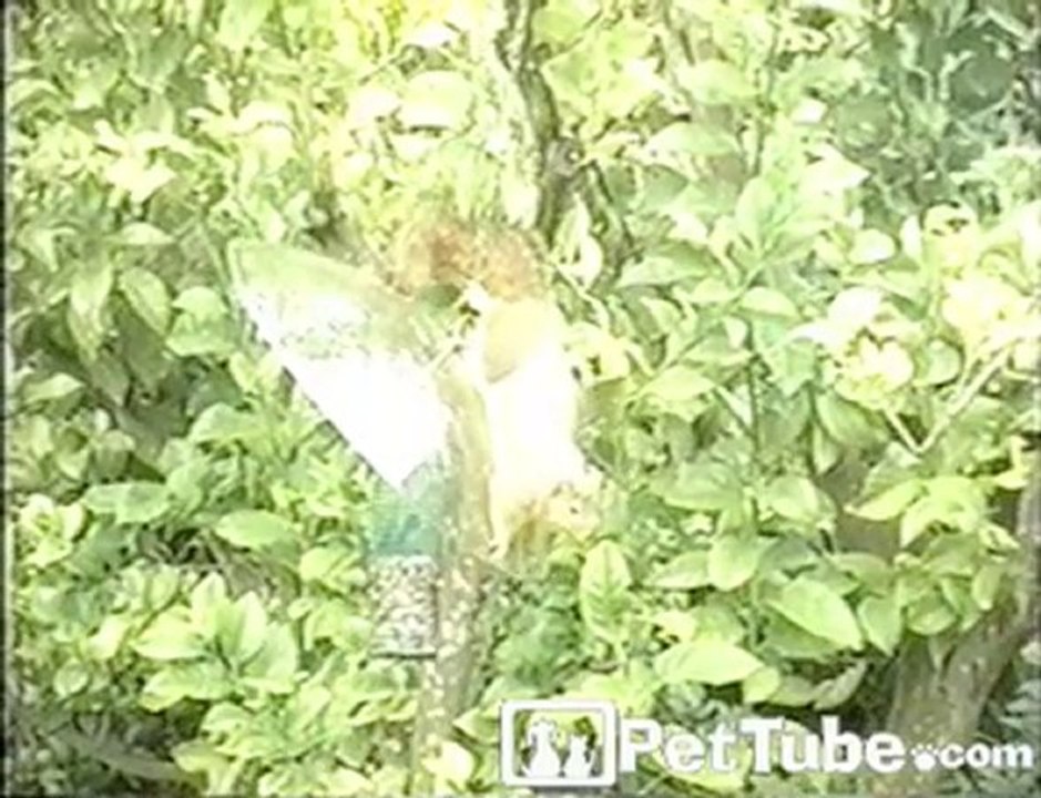The Persistent Squirrel
