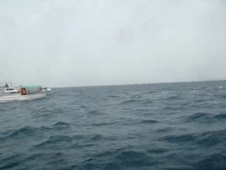 Dolphin watching at NAGASAKI JAPAN