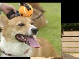 BGM付きスライドショー作成サービス　サンプル：ペット　犬