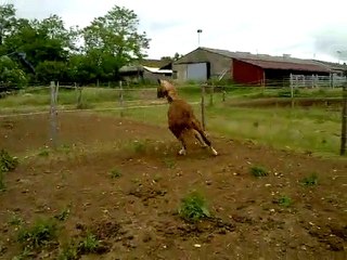 Un Prince au pré, ça sent bon le printemps :p