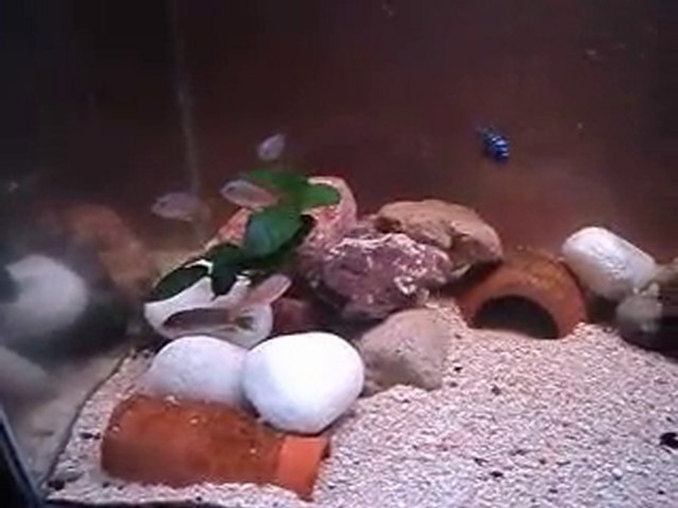 Mpanga-Coube-Red dorsal