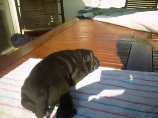 chiot sharpei bébé 1 le 2 juin 2010