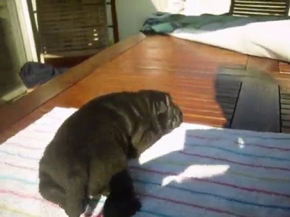 chiot sharpei bébé 1 le 2 juin 2010