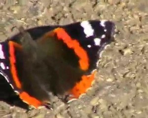 Оз-Давид Баир - Часть 2 - Охота за сумасшедшей бабочкой