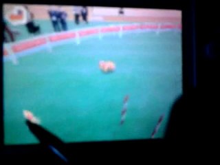 nintendogs demo