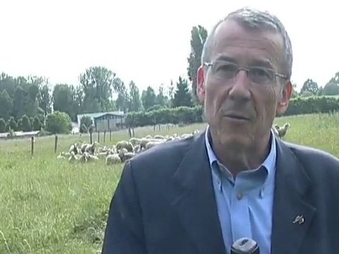 Des moutons comme tondeuses! (Troyes)