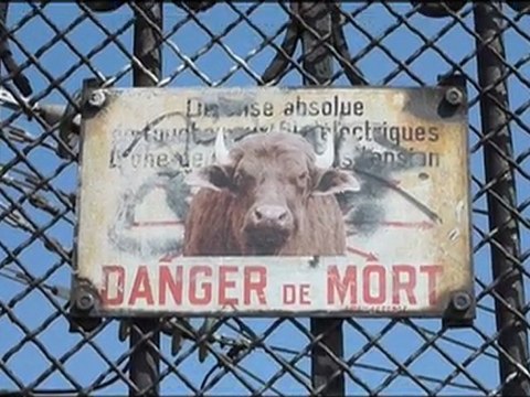 Affichage sauvage 2, les animaux dans les rues de Paris..