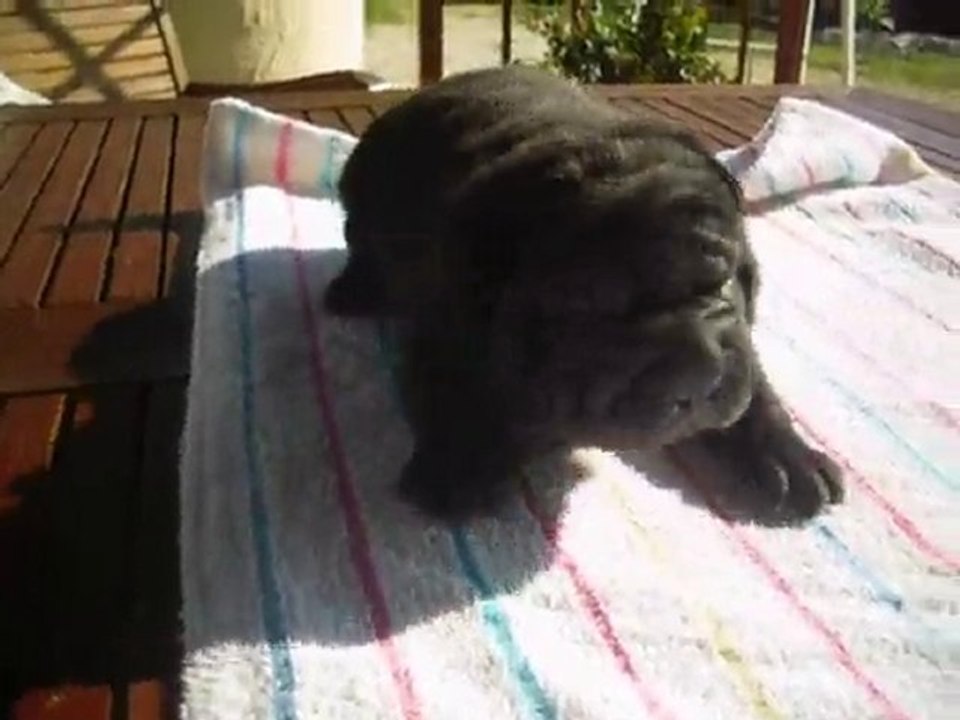 chiot sharpei :bébé 4 le 2 juin 2010