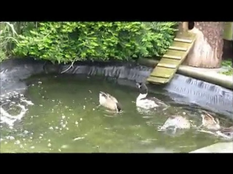 Phalsbourg.wmv