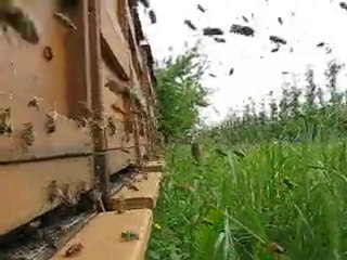 Arıcılık Mehmet Yüksel 01.06.2010