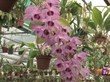 Les Orchidées et leurs senteurs (Grisy-Suisnes)