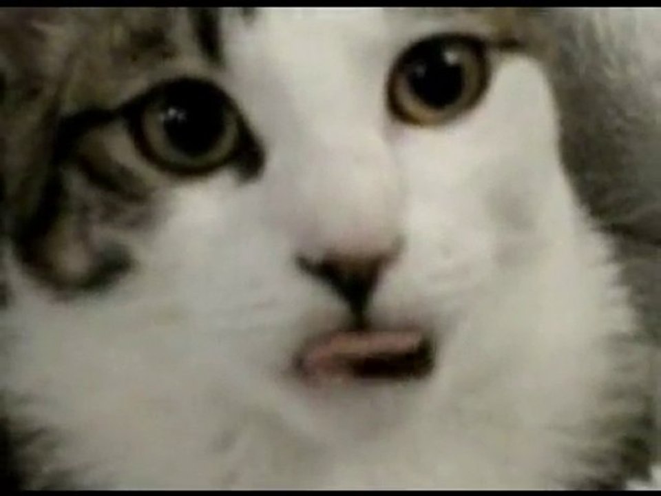 Clit Cat Song