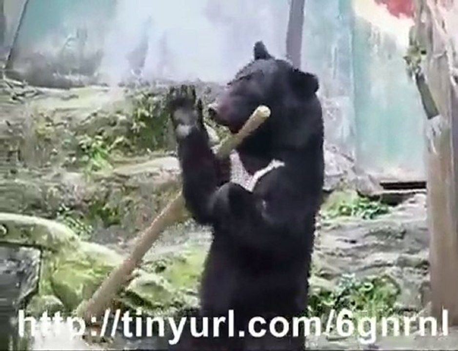 Kungfu Bear