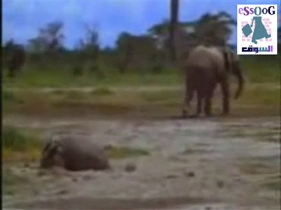 تعلم الرحمة من الحيوان