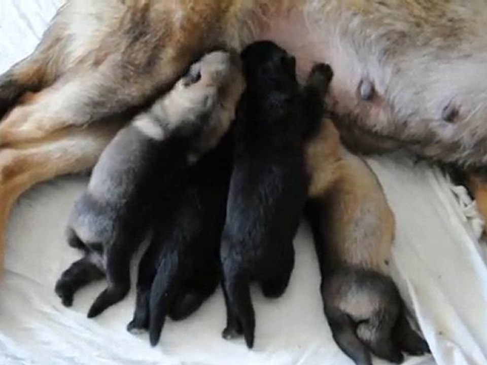 chiot 6 jours a la tt