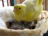 4 bébés canaris