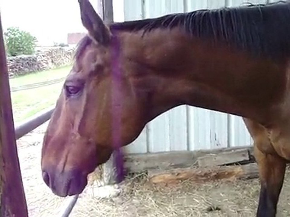 Silver et Prince