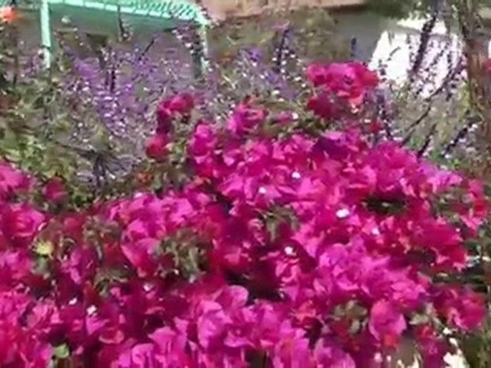 Landscape Designer for San Diego Homes