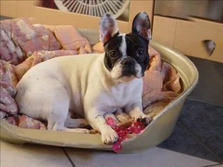 Bianca du Jardin des Remparts