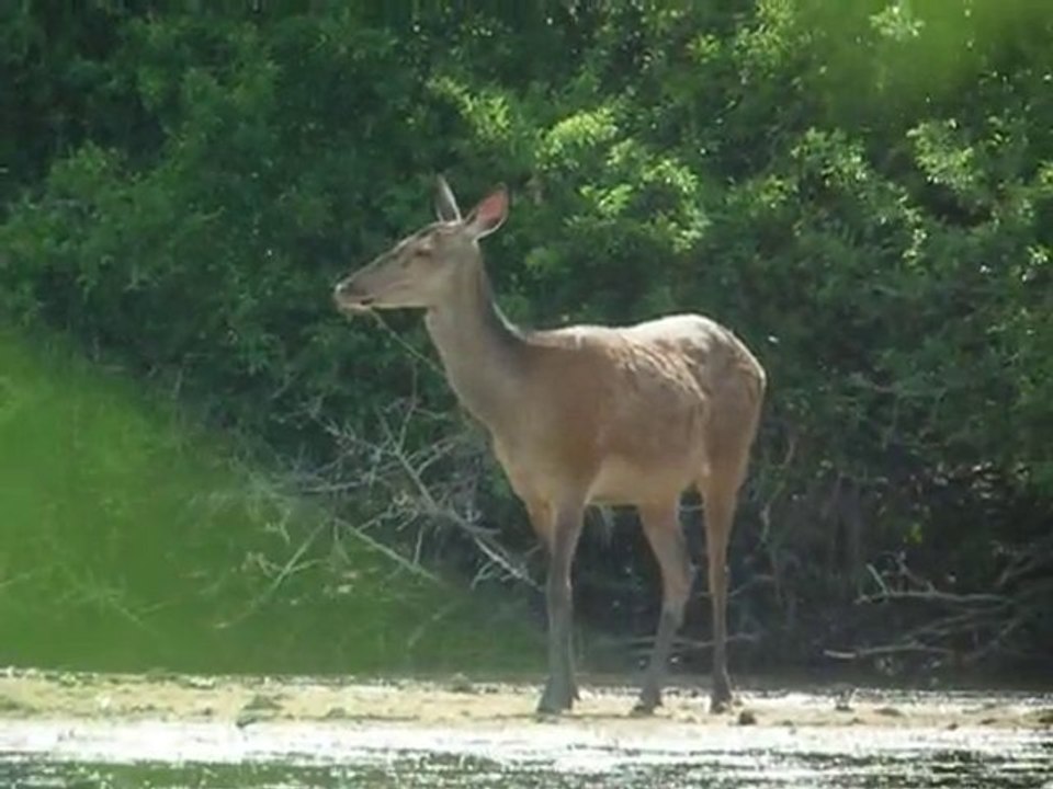 biche 26/05/2010