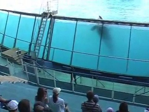 Marineland antibes mars 2009 2