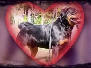 les bebes de ulla et burning des princes d aragone