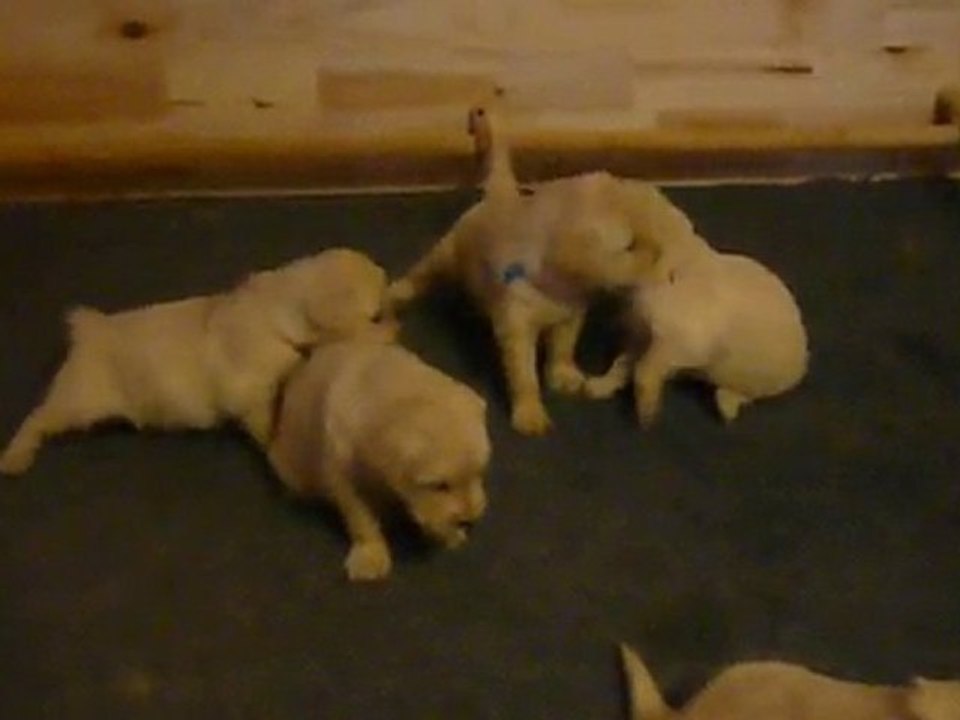 Chiots okkkk 1-6-10