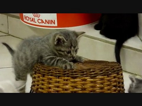 Les chatons des Amis des Bêtes à Aix les Bains