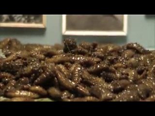 The Black Soldier Fly Larvae