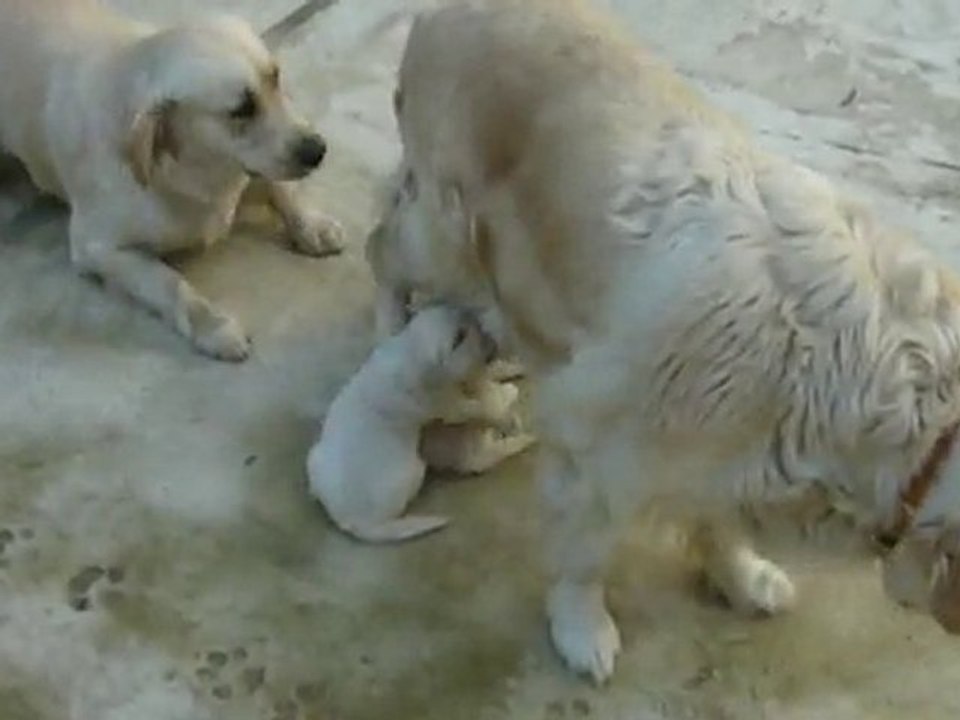 Chiots 2-6-10 avec leur mère et leur grande soeur