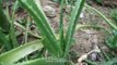Medicinal Plants - Aloe Vera (Siddha Medicine)