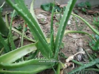 Medicinal Plants - Aloe Vera (Siddha Medicine)