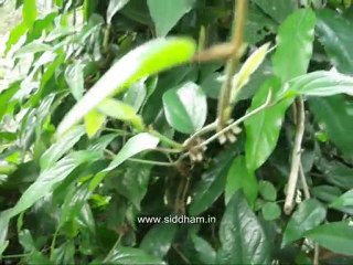 Medicinal Plants - Piper longum (Siddha Medicine)