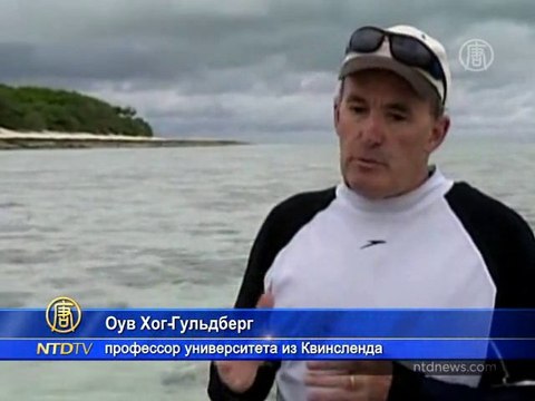 Большой Барьерный риф становится живой лабораторией