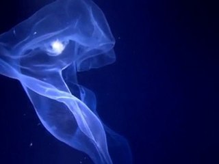 Animaux des profondeurs, extrait