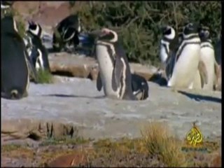 صغار الحيوانات 1