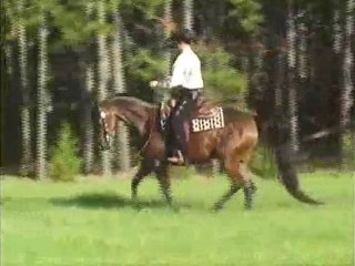 Arabian show horses