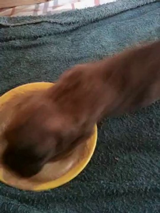 LES PTITS BOUTS DE CULS