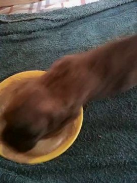 LES PTITS BOUTS DE CULS