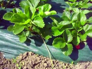 astuce jardin pour avoir une meilleure récolte de fraise
