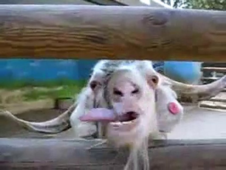 La caprona che fa le linguacce