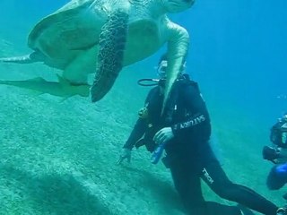 Sea Turtles!