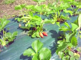 astuce jardin pour ne plus désherber ses plants de fraisiers