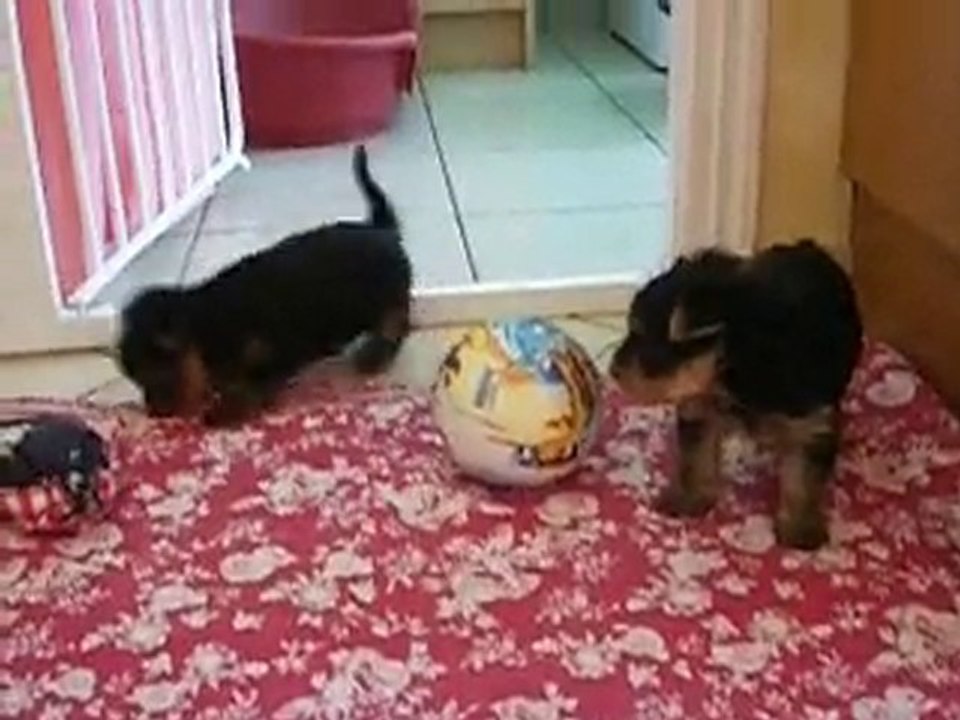 Les bébés