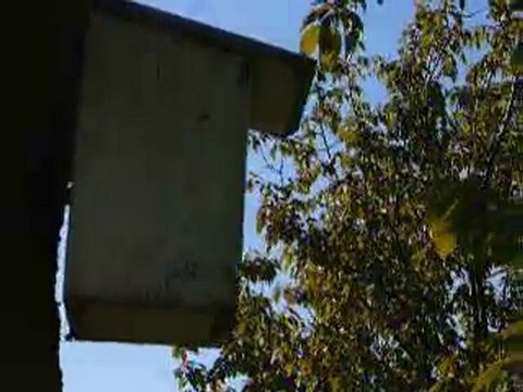 des abeilles skwatent mon nichoir a mésanges